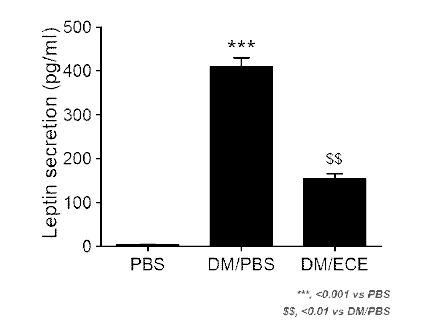 ECE 처리 지방세포의 Leptin 레벨