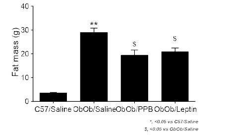 PPB 투여 Ob/Ob 동물에서의 지방무게