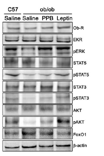 PPB 투여 Ob/Ob동물에서의 Leptin signaling 변화