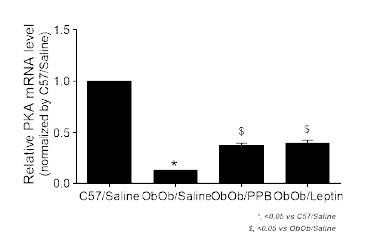 PPB 투여 Ob/Ob 동물에서의 PKA 레벨