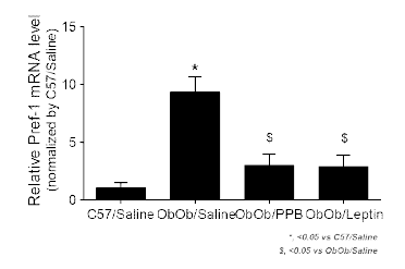 PPB 투여 Ob/Ob 동물에서의 Pref-1 레벨