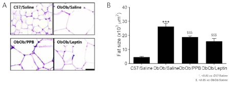 PPB 투여 Ob/Ob 동물에서 지방세포 크기