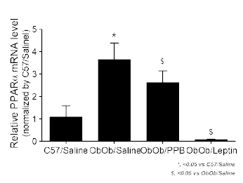 PPB 투여 Ob/Ob 동물에서의 PPARα레벨