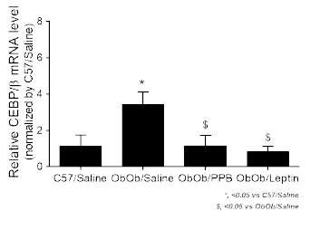 PPB 투여 Ob/Ob 동물에서의 CEBP/β 레벨
