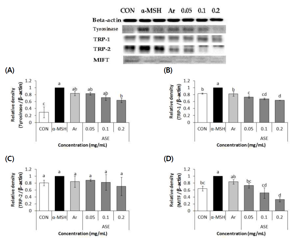 Effects of 70% ethanol extract of Rough aster (Aster scaber Thunberg) on Tyrosinase(A), TRP-1(B), TRP-2(C), MITF(D) protein expression in B16F10 cells. Values are means±SD (n=3)