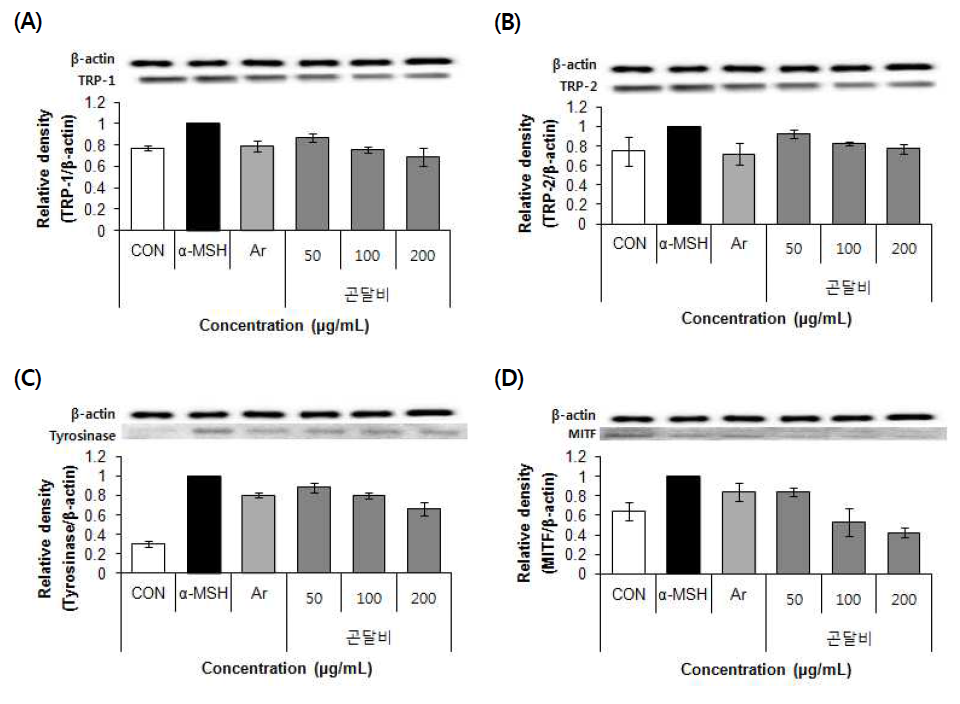 Effects of 70% ethanol extract of Nar-rowhead Goldenray (Ligularia stenocephala (Maxim.) Matsum. & Koidz.) on TRP-1, TRP-2, Tyrosinase, MITF protein expression in B16F10 cells. Values are means±SD (n=3)