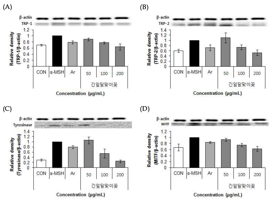 Effects of 70% ethanol extract of primrose (Oenothera stricta Ledeb.) on TRP-1, TRP-2, Tyrosinase, MITF protein expression in B16F10 cells. Values are means±SD (n=3)