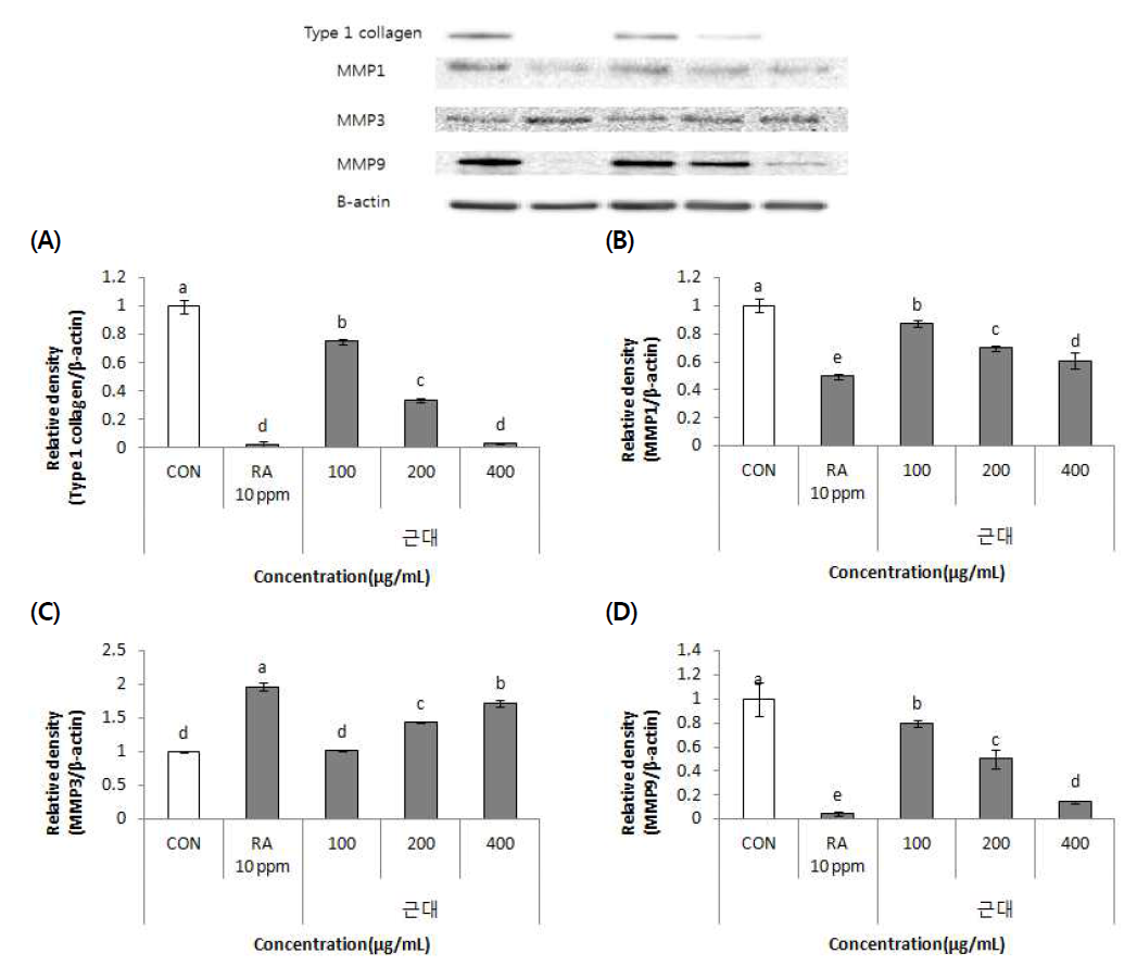 Effect of leaf beet (Beta vulgaris var. cicla L.) 70% EtOH extract on Type 1 collagen(A), MMP1(B), MMP3(C), MMP9(D) protein expression in HS68 cells. Values are means±SD (n=3)