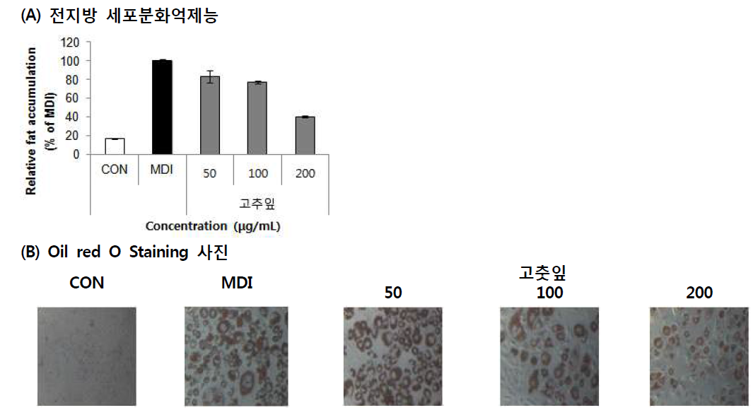 Effect of Pepper leaves (Capsicum annuum L.) 70% EtOH extract on lipid accumulation. Values are means±SD (n=3)