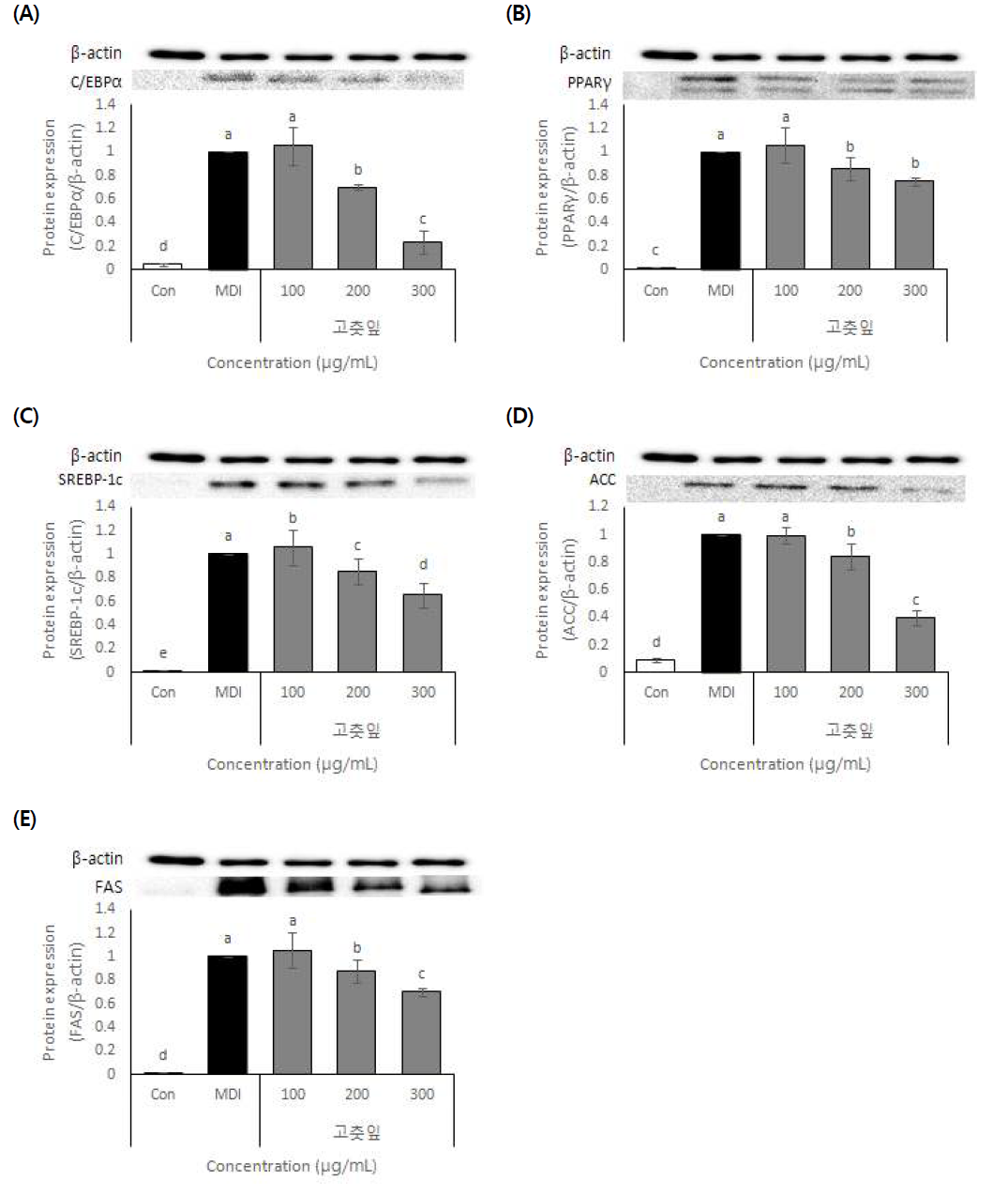 Effect of Pepper leaves (Capsicum annuum L.) 70% EtOH extracton protein expression C/EBP α(A), PPARγ (B), SREBP-1c(C), ACC(D), FAS(E)