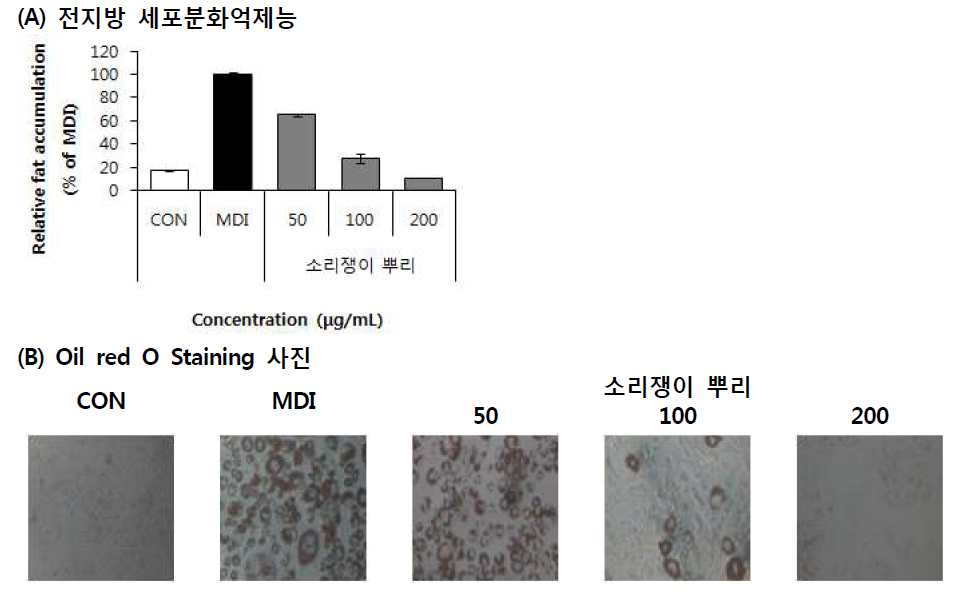 Effect of Yellow dock (Rumex crispus L.) 70% EtOH extract on lipid accumulation. Values are means±SD (n=3)