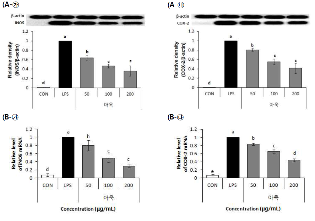 Effect of 70% EtOH extract of Curled mallow (Malva verticillata L.) on protein expressoin (A), mRNA expression (B)