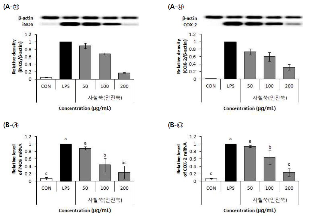 Effect of 70% EtOH extract of Capillary wormwood (Artemisia capillaris Thunberg) on protein expressoin (A), mRNA expression (B)