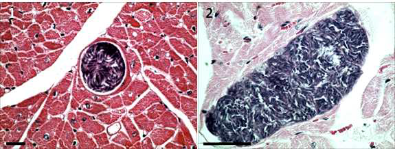 Light micrograph of S. cruzi sarcocyst in the cardiac muscles of Korean native cattle. Sarcocysts initiated no tissue reaction. H-E stain, Scale bar = 20㎛ (1), 50㎛ (2). ×400