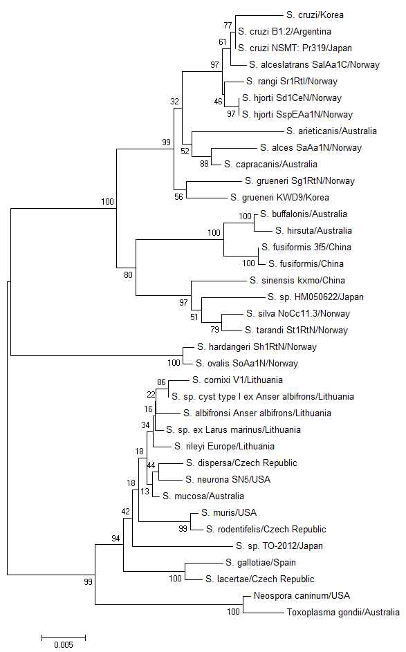 Phylogram of the 18s rRNA gene sequences from Sarcocystis spp. with evolutionary relationships of 36 texa (1.5 Kb). The sequences of aligned by DNASTAR, Clustal W, MEGA 6, respectively. Using the neighbor-joining (NJ) methods a pairwise guide tree was created with multiple alignment parameters. Bootstrap values based on 1000 replications are shown. The tree indicates the position of S. cruzi detected from cardiac muscles of Korean native cattle (Bostaurus coreanae)