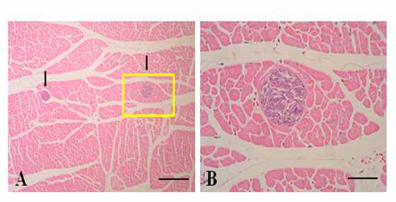 (A): Light microscopic feature of sarcocysts (arrows) in the cardiac muscle of Korean Water Deer. No specific tissue reactions by the sarcocysts were recognizable, Scale bar=200 ㎛. (B): Higher magnification of the sarcocyst in A(rectangle), showing many bradyzoites in cyst. Scale bar = 50㎛ H&E stain