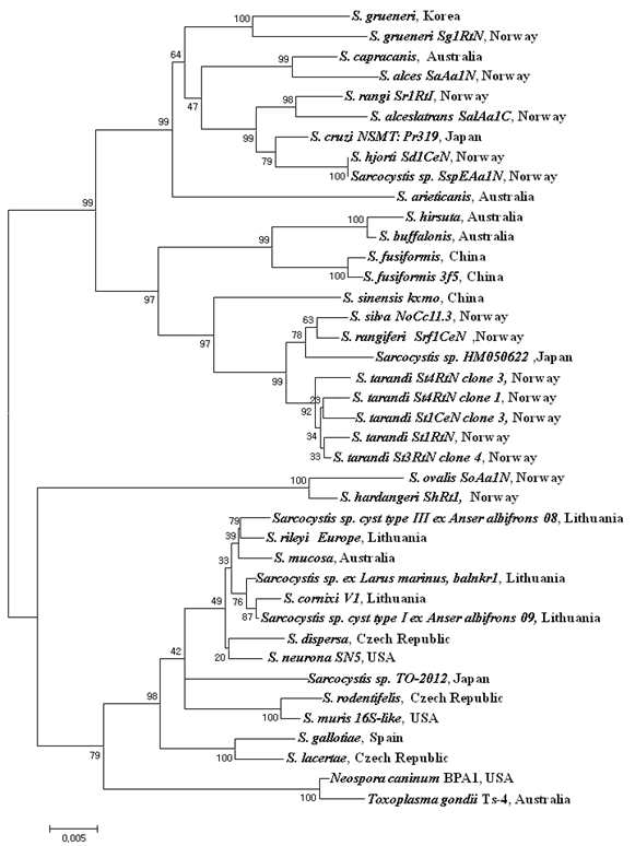 Phylogram of the 18S rRNA gene sequences from Sarcocystis spp. with evolutionary relationships of 39 taxa(1.5 Kb). The sequences were aligned by the Align IR (Ver 2.0; http://biosupport.licor.com/support), Clustal X (Ver 2.0; www.clustal.org), MEGA 4(Tamura, 2008), respectively. Using the neighbor-joining (NJ) (Kimura 2- parameter distance model) methods was based on a guide tree as pairwise and multiple alignment parameters. Bootstrap values (>50%) based on 1000 replications are shown. The tree indicates the position of Sarcocystis grueneri detected from cardiac muscles of KWD (Hydropus inermis argyropus)
