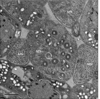 TEM finding through tissue cyst of Sarcocystis within heart tissue of Korean native goat. Rophtries (R) and Nuclear pores (arrows). There are counted maxillary in 12. Nuclear pores (arrows) are seen in cross-section