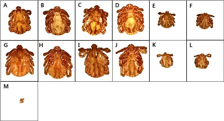 Collected ticks from ranches. A, Haemaphysalis longicornis Adult female dorsal part; B, H. longicornis Adult female abdominal part; C, H. longicornis Adult male dorsal part; D, H. longicornis Adult male abdominal part; E, H. longicornis Nymph dorsal part; F, H. longicornis Nymph abdominal part; G, H. flava Adult female dorsal part; H, H. flava Adult female abdominal part; I, H. flava Adult male dorsal part; J, H. flava Adult male abdominal part; K, H. flava Nymph dorsal part; L, H. flava Nymph abdominal part; M, Haemaphysalis sp. Larva