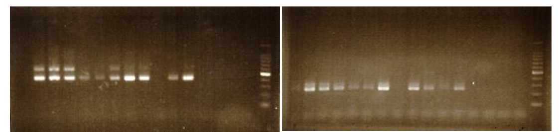 야생동물의 Anaplasma(좌)와 Theileria(우) PCR 증폭 결과