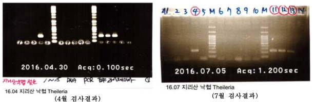 지리산 젖소 목장의 18S rRNA gene을 이용한 Theileria PCR 증폭 결과