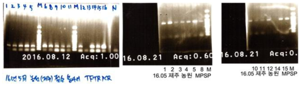 제주도 젖소 목장의 18S rRNA gene을 이용한 Theileria PCR 증폭 결과 및 MPSP gene을 이용한 PCR 결과 및 계통발생도(아래)