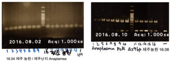 제주 젖소 목장의 16S rRNA gene을 이용한 Anaplasma PCR 증폭 결과