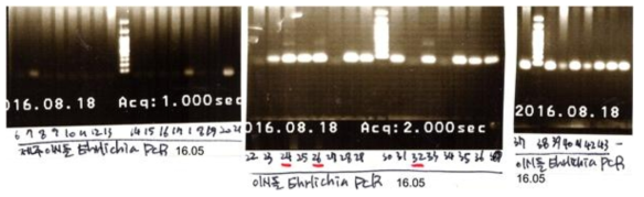 제주 젖소 목장의 16S rRNA gene을 이용한 Ehrlichia PCR 증폭 결과