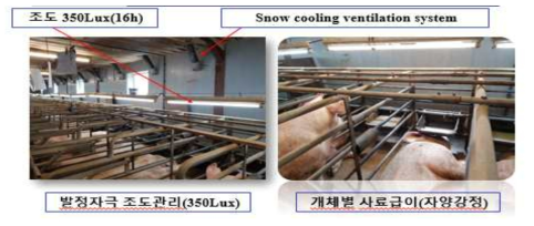 종부사 이유모돈 발정 관리