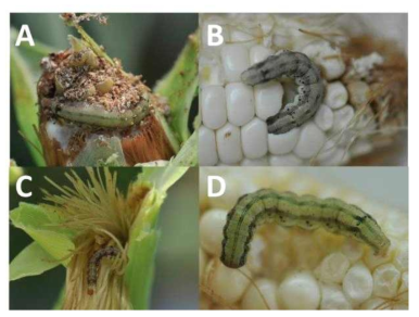 Representative picture of corn damage from larval stage of Helicoverpa armigera