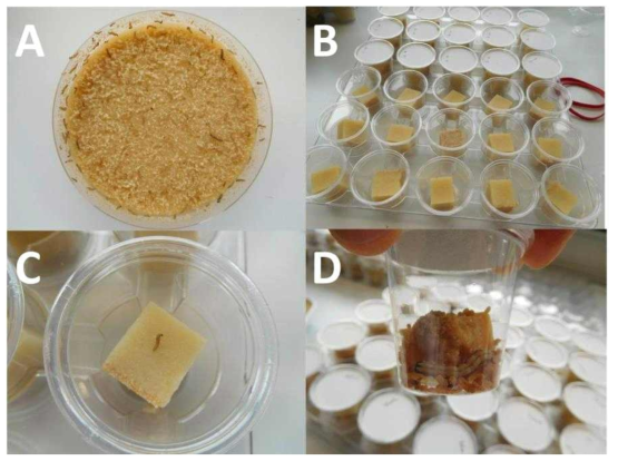 Representative rearing methods for larval stage of Helicoverpa armigera using artificial diet in MPI-CE. First to third instar larvae were rearing in Petri dish (11cm diameter, A). After 3rd instar, each larva was transfer to 1 OZ single individual rearing cup, B and C). About 7 to 10 days after transfer, early 3rd instar larva (C) develop to 5th or 6th instar (D)