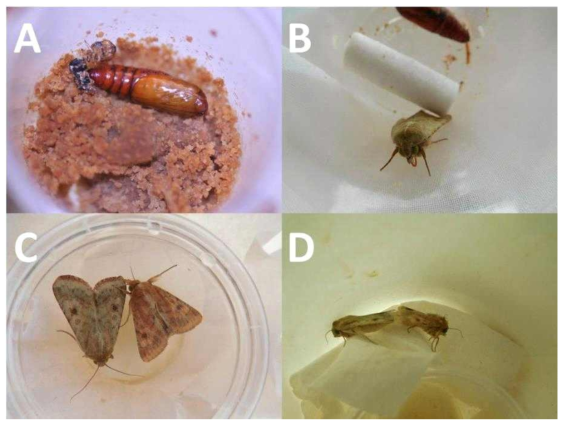 Representative rearing methods for pupal (A) and adult (B) stage of Helicoverpa armigera and single pair mating (C and D) strategy in MPI-CE. Until mid-stage of pupa, remained artificial diet was helpful for keeping the relative humidity inside of individual rearing cup (A). Around mid- and late stage of pupa, remained artificial diet has to get rid of that because of fungi infection and add some wet cotton to keep the relative humidity inside of individual rearing cup (B). Each mating pair (male and female adult) transfer 15 OZ paper cup for single pair mating (right: male and left: female, C) and their mating behavior (D)