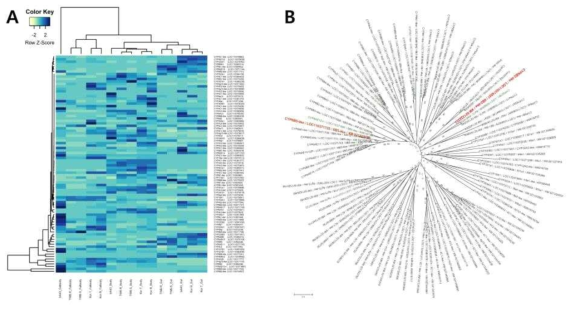 Expression pattern comparisons of cytochrome P450 gene family from a insecticide susceptible and three resistant strains. A, Heat map showed differentialy expressed genes and B, phylogenetic relationship of cytochrome P450 genes from Helicoverpa armigera