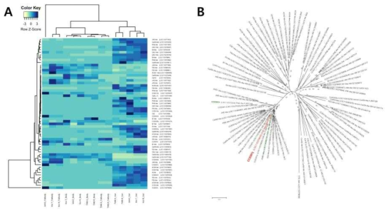 Expression pattern comparisons of esterase gene family from a insecticide susceptible and three resistant strains. A, Heat map showed differentialy expressed genes and B, phylogenetic relationship of esterase genes from Helicoverpa armigera