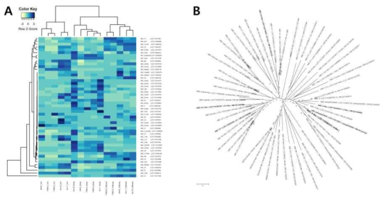 Expression pattern comparisons of ABC transporter gene family from a insecticide susceptible and three resistant strains. A, Heat map showed differentialy expressed genes and B, phylogenetic relationship of ABC transporter genes from Helicoverpa armigera