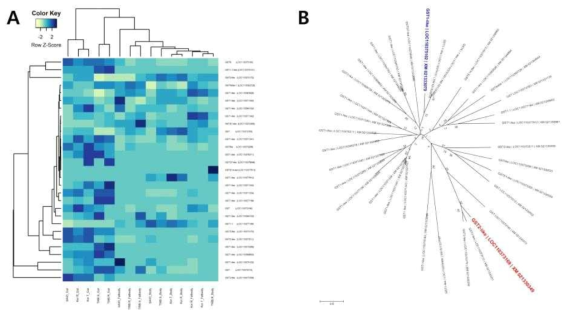 Expression pattern comparisons of Glutathione S-transferase (GST) gene family from a insecticide susceptible and three resistant strains. A, Heat map showed differentialy expressed genes and B, phylogenetic relationship of Glutathione S-transferase (GST) genes from Helicoverpa armigera