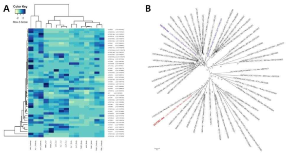 Expression pattern comparisons of UDP glucuronosyltransferase (UGT) gene family from a insecticide susceptible and three resistant strains. A, Heat map showed differentialy expressed genes and B, phylogenetic relationship of UDP glucuronosyltransferase (UGT) genes from Helicoverpa armigera