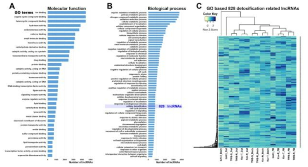 GO, gene ontology analysis results of lncRNAs using Blast2GO (level 3, A and B) and heat map for GO based 828 detoxification related lncRNAs