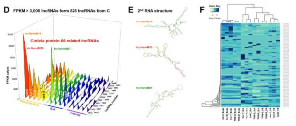 Expression level comparisons of highly expressed lncRNAs (over 3,000 FPKM values) in insecticide susceptible and resistant strains (D), selected theree lncRNA secondary RNA structure (E) and heat map of cuticular protein expression in insecticide susceptible and resistant strains (F)