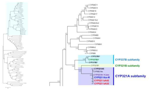 Maximum likelihood phylogenetic analysis of P450 genes form Helicoverpa armigera. CYP337B subfamily clustered with CYP321 subfamily