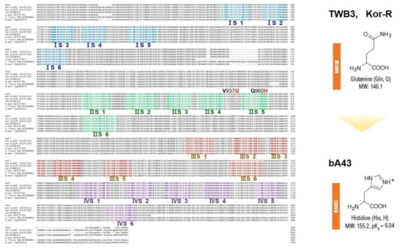 Alignments of sodium channel genes from three strains of Helicoverpa armigera such as insecticide susceptible strain, TWB (LOC110384245); Korean resistant strain (KY247120, KY247121) and Brazilian resistant strain bA43 (MG674159). V937G and Q960H mutations were detected in between ⅡS 4 and ⅡS 5