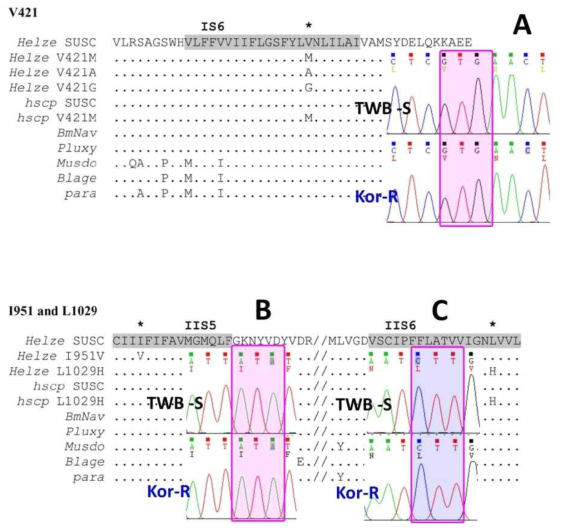 Mutation survey in para-homologous sodium channel gene from TWB-S and Kor-R strain of Helicoverpa armigera and compared their sequence with that of H. zea (V421M, V421A, V421G, I951V, and L1029H) associated with pyrethroid insecticide resistance. V421 (A), I951 (B) and L1029 (C). Shaded residues indicate transmembrane regions. The abbreviations for insect species and GenBank accession numbers for homologous sequences are as follows: Helze Helicoverpa zea, GU574730; hscp Heliothis virescens, AF072493 (Park et al. 1999); BmNav Bombyx mori , EU822499 (Shao et al., 2009); Pluxy Plutella xylostella, AB265177 (Sonoda et al., 2008); Musdo Musca domestica, X96668 (Williamson et al., 1996); Blage Blatella germanica, U73584 (Dong, 1997); para Drosophila melanogaster , M32078 (Loughney et al., 1989). (Modified from Hopkins and Pietrantonio, 2010. IBMB)