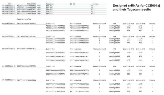 An example of marker development for linkage analysis