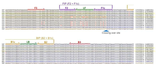 Alignment of the DNA sequences of CYP337B1, CYP337B2 and 10 different CYP337B3 alleles. CYP337B3v1 and the positions of the six primers designed specifically for amplifying chimeric CYP337B3 by a loop-mediated isothermal amplification (LAMP) reaction. A blue arrowhead points to a crossing-over site. Red arrows indicate the primary priming regions of LAMP (F3 and B3). Purple arrows show the forward internal primer (FIP, a combination of F1c and F2). The backward internal primer (BIP, a combination of B1c and B2) is indicated by yellow arrows. Loop forward (LF) and backward (LB) are indicated by green arrows. CYP337B3v2 (MG744341) K and CYP337B3v7 (MG744342) K were cloned from Korean Helicoverpa armigera. Red letters indicate a different sequence compared to that of CYP337B3v1