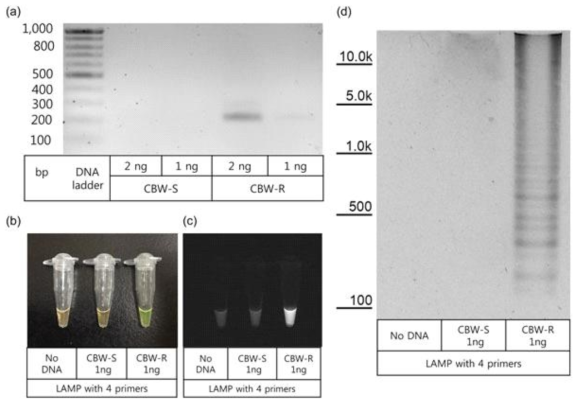 The four primers designed for LAMP assay are specific to conventional PCR and LAMP assays. (a) The results of conventional PCR using the F3‐B3 primer pair with the genomic DNA extracted from cotton bollworm susceptible and resistant (CBW‐R) lines. (b–d) LAMP assay using the F3, FIP, BIP, and B3 primers specifically amplify DNA fragments only from CBW‐R genomic DNAs. LAMP reaction results can be confirmed by the naked eye under daylight conditions (b), UV (c), and by separation with 1.0% agarose gel electrophoresis (d). Obviously amplified DNA ladders smeared along the lane were present only in a LAMP assay with CBW‐R genomic DNAs. B3: backward 3 primer; BIP: backward internal primer; CBW‐S: cotton bollworm susceptible; CBW‐R: cotton bollworm resistant; F3: forward 3 primer; FIP: forward internal primer; LAMP: loop‐mediated isothermal amplification; PCR: polymerase chain reaction