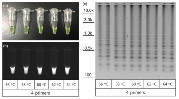 CBP337B3‐detecting LAMP assay has a wide range of working temperature. To examine a range of working temperatures for this LAMP assay, LAMP mixtures were incubated under various temperatures from 56 to 64°C, at 2°C intervals. Successfully amplified LAMP assays were detected under daylight (a) and UV (b). In addition, amplified DNA ladders were clearly separated by 1.0% agarose gel electrophoresis (c). LAMP: loop‐mediated isothermal amplification