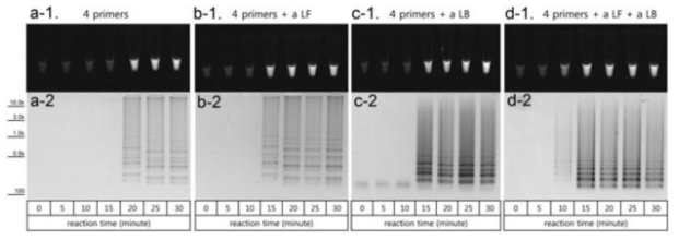 The loop primers reduced incubation periods for complete LAMP assays. CYP337B3 LAMP assays were performed using four primers (a‐1 and ‐2), four primers with a LF (b‐1 and ‐2) or a LB (c‐1 and ‐2), and four primers with both loop primers (d‐1 and ‐2) depending on the incubation time 0–30 min), with 5‐min intervals. The addition of one or both loop primers reduced incubation times. LAMP: loop‐mediated isothermal amplification; LB: loop backward; LF: loop forward
