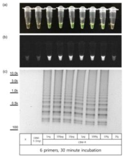 The detection limit of the LAMP assay using six primers was 10 fg genomic DNA from Helicoverpa armigera. CYP337B3 LAMP assays were performed without genomic DNA inputs or with 1 ng CBW‐S or 1 ng to 1 fg CBW‐R genomic DNA. Reactions were examined by daylight (a), UV (b), and 1% agarose gel separation (c)