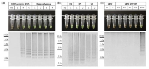 CYP337B3 loop‐mediated isothermal amplification (LAMP) assay was able to detect pyrethroid resistant strains, field‐collected Helicoverpa armigera by species‐specific pheromone traps and genomic DNAs from CWB‐S, ‐R, or ‐K were used. LAMP reactions were detected when four genomic DNAs extracted from four adult CBWs captured from Daegwallyeong (a) and other field populations, such as Hongcheon (HC), Bongpyeong (BP), and Chungju (CJ), were used (b). The CYP337B3 LAMP assay also detected synthesized CYP337B3v4 (B3v4P), which had one of the most divergent sequences compared to that of CYP337B3v1 (c)