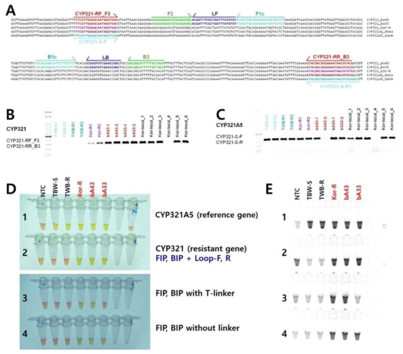 Development of loop-mediated isothermal amplification (LAMP) method for insecticide resistant related P450 gene, CYP321 from Helicoverpa armigera. Alignment was performed three DNA sequences of CYP321 allele form insecticide resistant strains such as bA43, bA33 and Kor-R with CYP321A5 from insecticide susceptible strain of Helicoverpa armigera and CYP321A1 from H. zea. CYP321-RF_F3, CYP321-RR_B3 and the positions of the inner primers designed specifically for amplifying CYP321 gene by a LAMP reaction. Reference gene was used CYP321A5 and it amplified CYP321-SF and CYP321-SR1 with same inner primers (A). Gene specific primers were verified by conventional PCR using CYP321 primer set (B) and CYP321A5 primer set (C), respectively. LAMP reactions were confirmed without UV exposure (D) or with UV exposure (E) after adding cybergreen